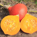 Pompoen 'Fictor' Cucurbita maxima zaden