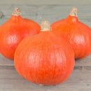 Pompoen 'Fictor' Cucurbita maxima zaden