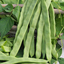 Stoksnijboon 'Helda' Phaseolus vulgaris