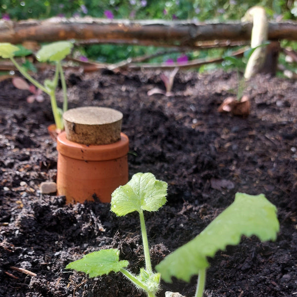 Tuinieren met minder water? Ontdek de olla