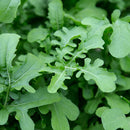 Rucola 'Esmée' biologische zaden