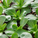 Veldsla 'Vit' Valerianella locusta - biologische zaden