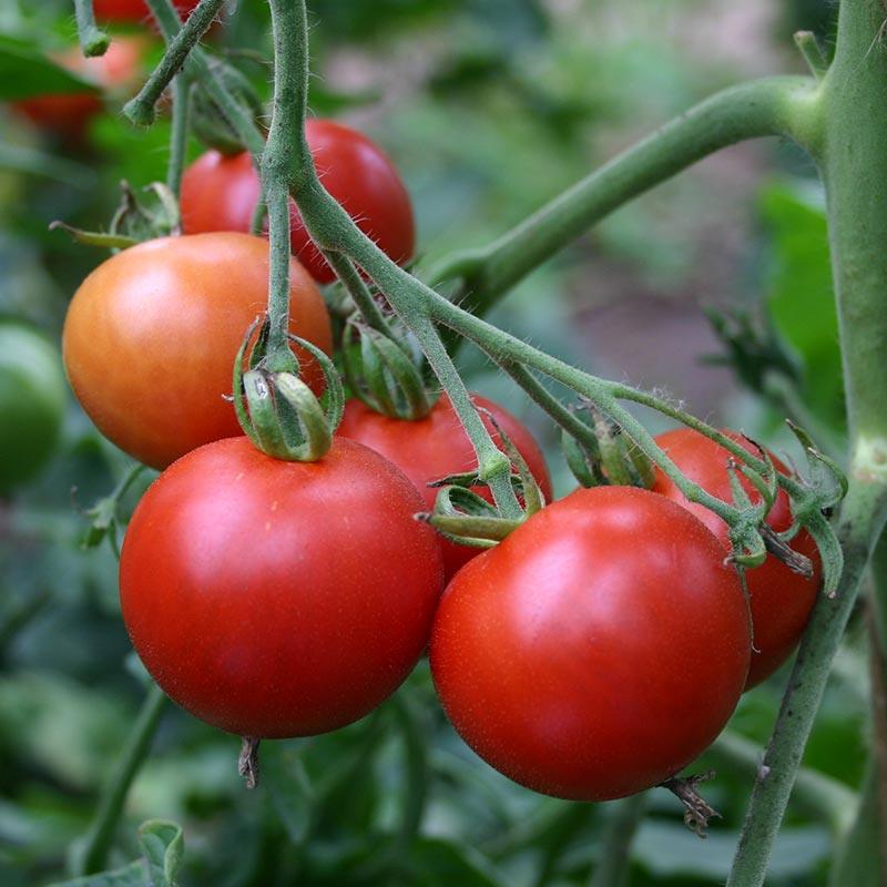 Tomaat 'Matina' Solanum lycopersicum zaden