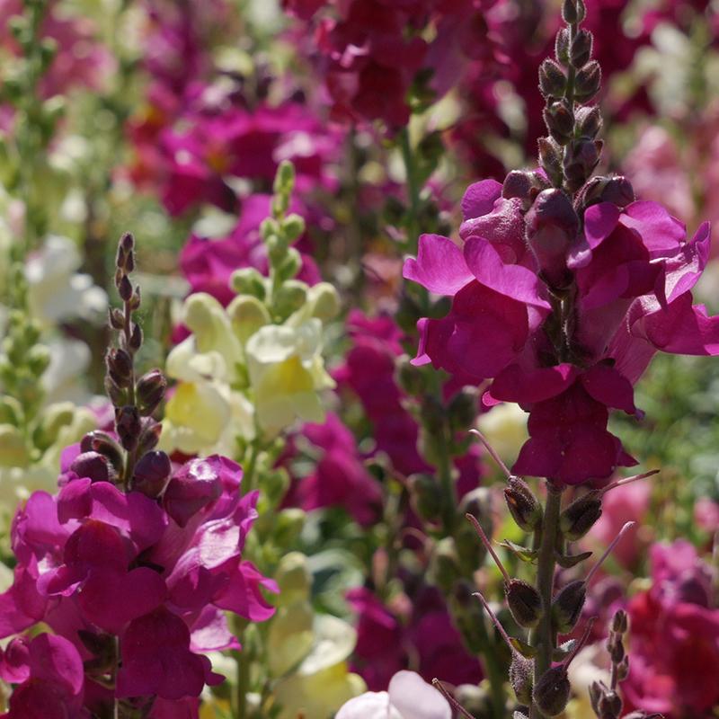 Leeuwenbek - Antirrhinum majus - zaden