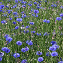 Korenbloem Centaurea cyanus zaden - biologisch