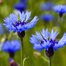 Korenbloem Centaurea cyanus zaden - biologisch