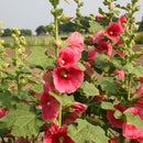 Stokroos (gemengd) Alcea rosea zaden - biologisch