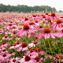 Rode zonnehoed, Echinacea purpurea zaden - biologisch
