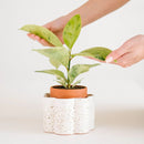 Plantenpot met waterreservoir - keramiek