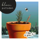 Bloeipotlood - Let it grow - met denneboom zaadjes