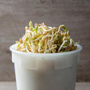 Taugé - Kiemgroente - Vigna radiata - biologisch