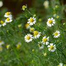Echte kamille, Matricaria chamomilla zaden - biologisch