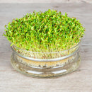 Kiemschaaltje van glas