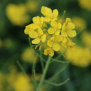 Seizoenszeep Lente - biologisch & handgemaakt - 100 gr