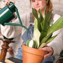 Waterdruppelaar - olla MINI - set van 3