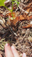 Kopertape - tegen slakken