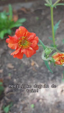 Terracotta irrigatiesysteem - Olla - 4 liter