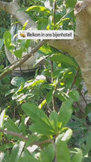 Bijenhotel - FSC vurenhout & bamboe