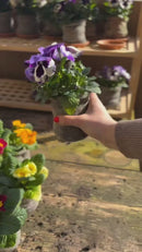 Wool Pots - kweekpotjes van wol - set van 10