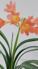 Bewateringsbol - Globe - Glas - 175 ml