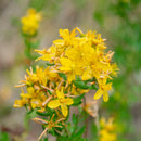 Shampoo Clean - Mild & parfumvrij - 100 gram