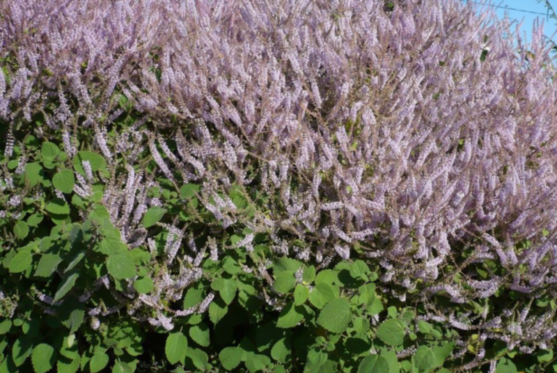 Patchouli zeep - biologisch & handgemaakt - 100 gr