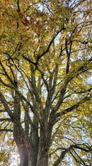 Wasmiddel van Wilde Kastanje - 50 wasbeurten - 300 gram