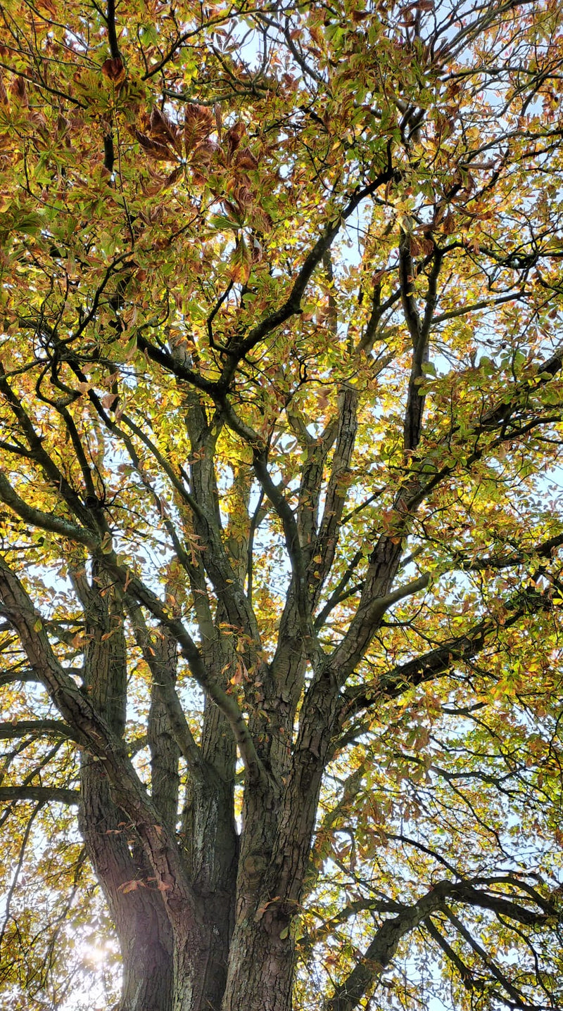 Wasmiddel van Wilde Kastanje - 50 wasbeurten - 300 gram