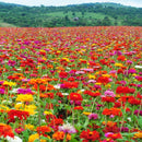 Zinnia 'Dahlia Flowered Mix' zaden - biologisch