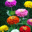Zinnia 'Dahlia Flowered Mix' zaden - biologisch