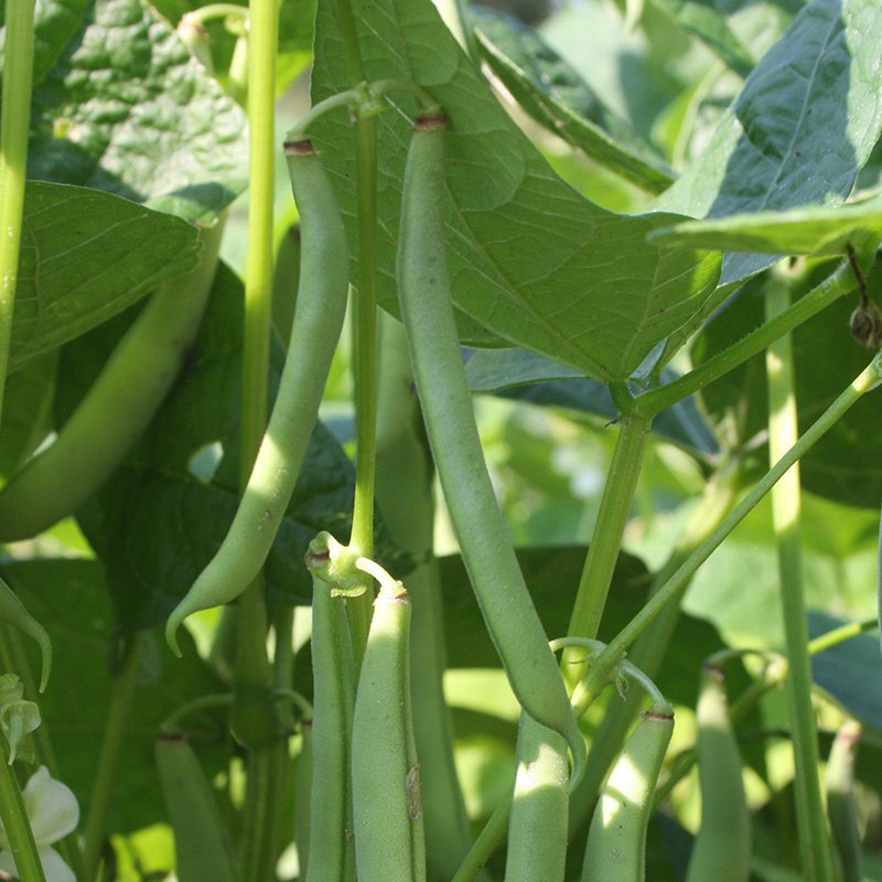 Stamslaboon 'Dubbele witte zonder draad' Phaseolus vulgaris