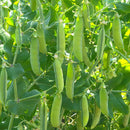 Rijsdoperwt 'Senator' Pisum sativum