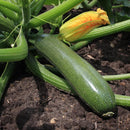 Courgette 'Zucchini' Cucurbita pepo zaden