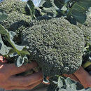 Broccoli 'Covina F1' Brassica oleracea - zaden