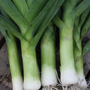 Prei 'Herfstreuzen 2' Allium porrum zaden