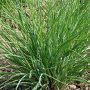 Fijne bieslook - Allium schoenoprasum zaden