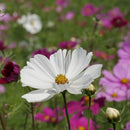 Cosmea, gemengd Cosmos bipinnatus zaden