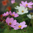 Cosmea, gemengd Cosmos bipinnatus zaden