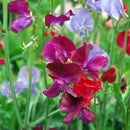 Lathyrus - Lathyrus odoratus - zaden