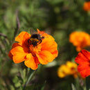 Afrikaantje, wild Tagetes patula zaden