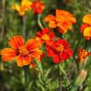Afrikaantje, wild Tagetes patula zaden