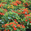 Oost-Indische kers, niet rankend Tropaeolum majus zaden