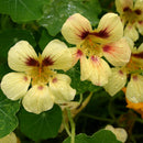 Oost-Indische kers, niet rankend Tropaeolum majus zaden