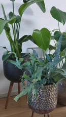 Sprayfles 300 / 500 ml helder - glas